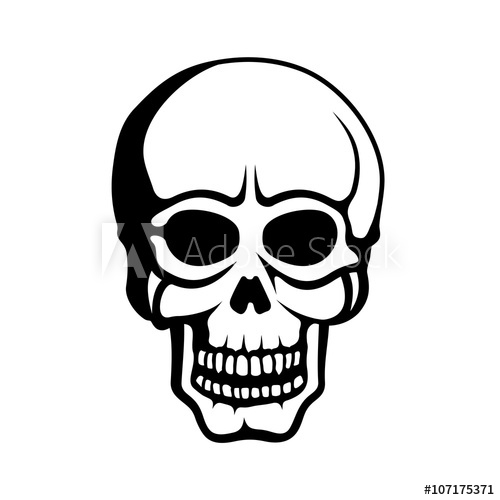 human skull line drawing