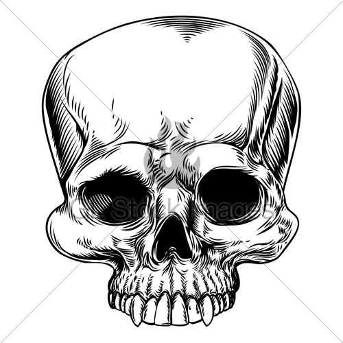 human skull line drawing