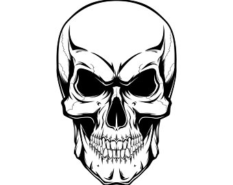 human skull line drawing