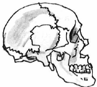 334x299 The Hindu Skull Lines