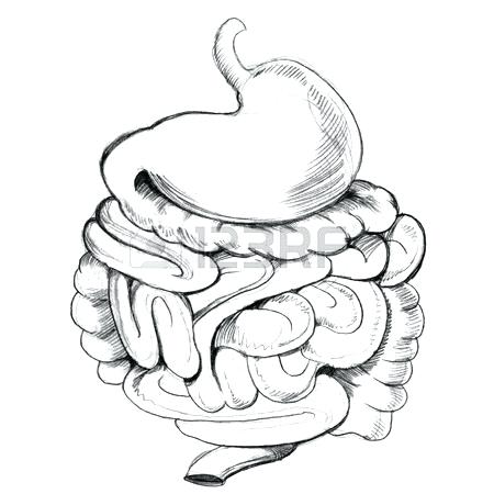 450x450 Diagram Whale Digestive System Blue