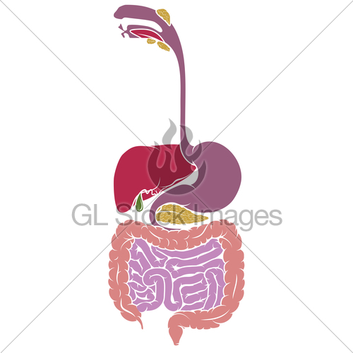 500x500 human anatomy gastrointestinal tract diagram gl stock images