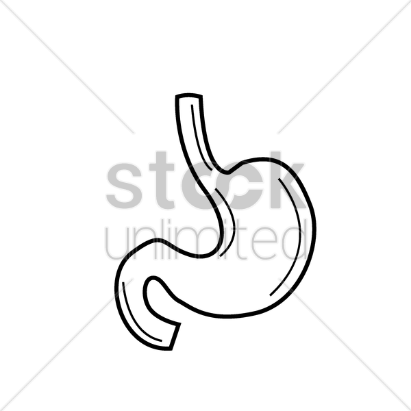 600x600 Human Stomach Vector Image