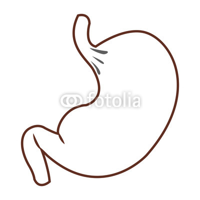 400x400 Human Stomach Organ Buy Photos Ap Images Detailview