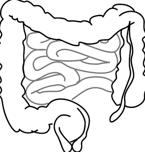 Human Stomach Drawing | Free download on ClipArtMag