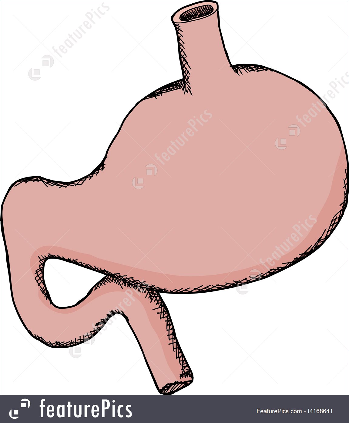1151x1392 Isolated Human Stomach Stock Illustration