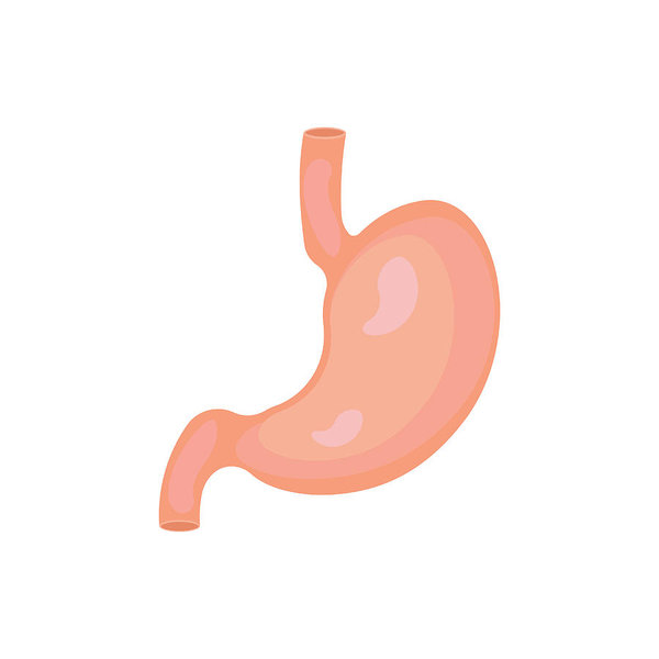 600x600 Stomach Icon Human Internal Organs Symbol Isolated On White