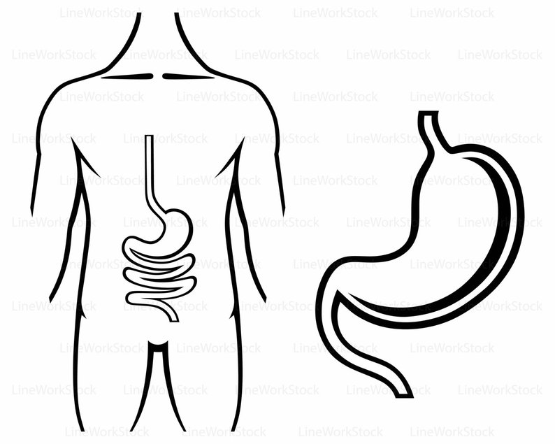 794x635 Stomach Svgdigestive Clipartdigestive System Svgstomach Etsy