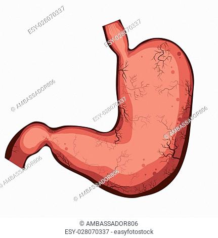 431x470 Structure Stomach Education Stock Photos And Images Age Fotostock