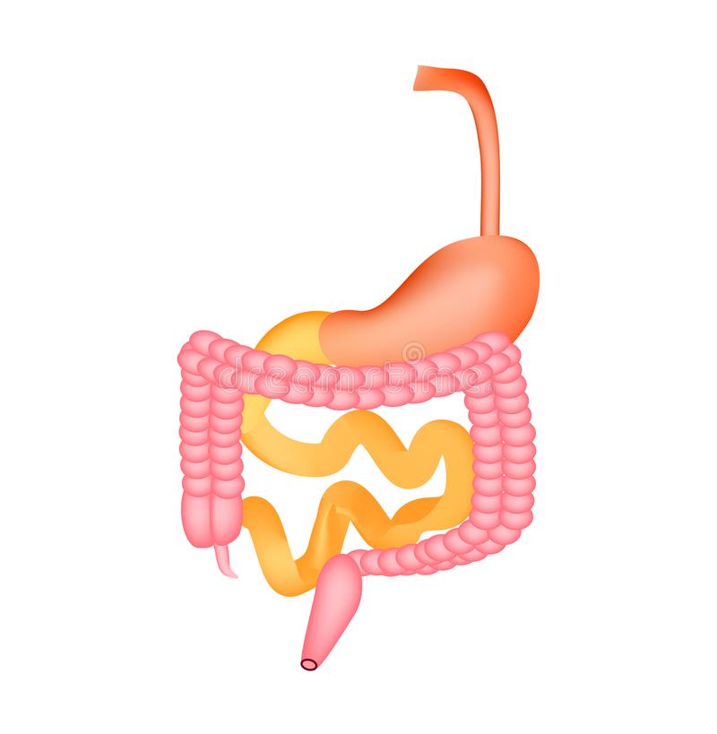 800x819 collection of free stomach drawing human intestine download on ui ex