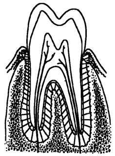 Human Teeth Drawing