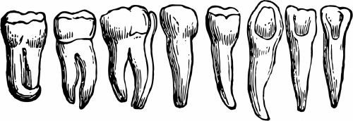 500x172 Free Photos Human Teeth Search, Download