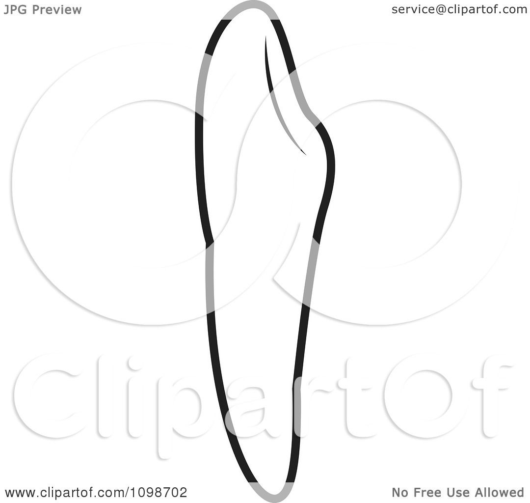 1080x1024 Clipart Outlined Human Canine Tooth