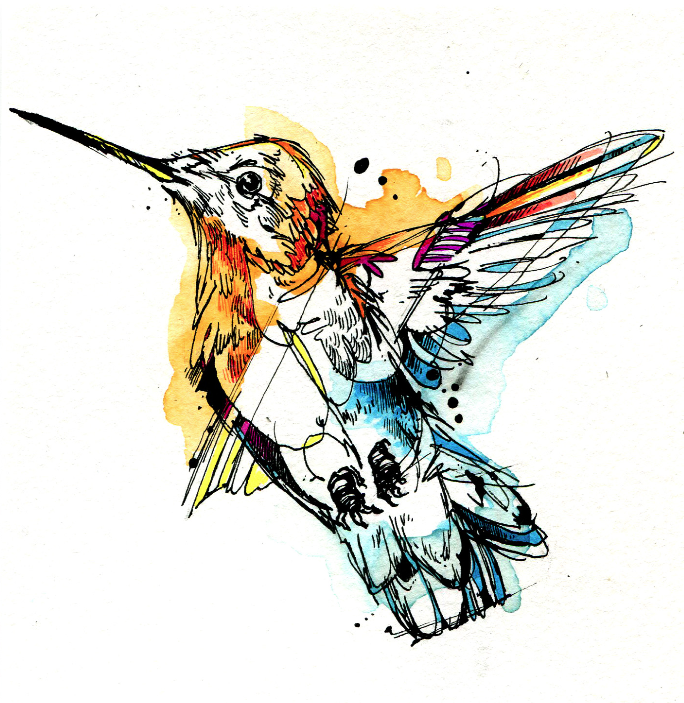 684x703 little gold hummer india ink, watercolor, tombow marker