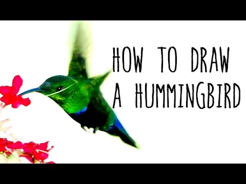 480x360 How To Draw A Hummingbird