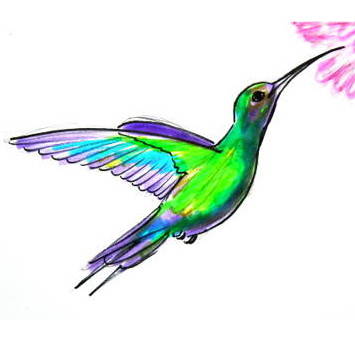 355x355 How To Draw A Hummingbird