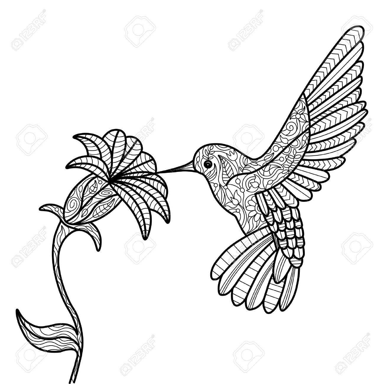 1300x1300 Huge Collection Of 'hummingbird And Flower Drawing' Download More
