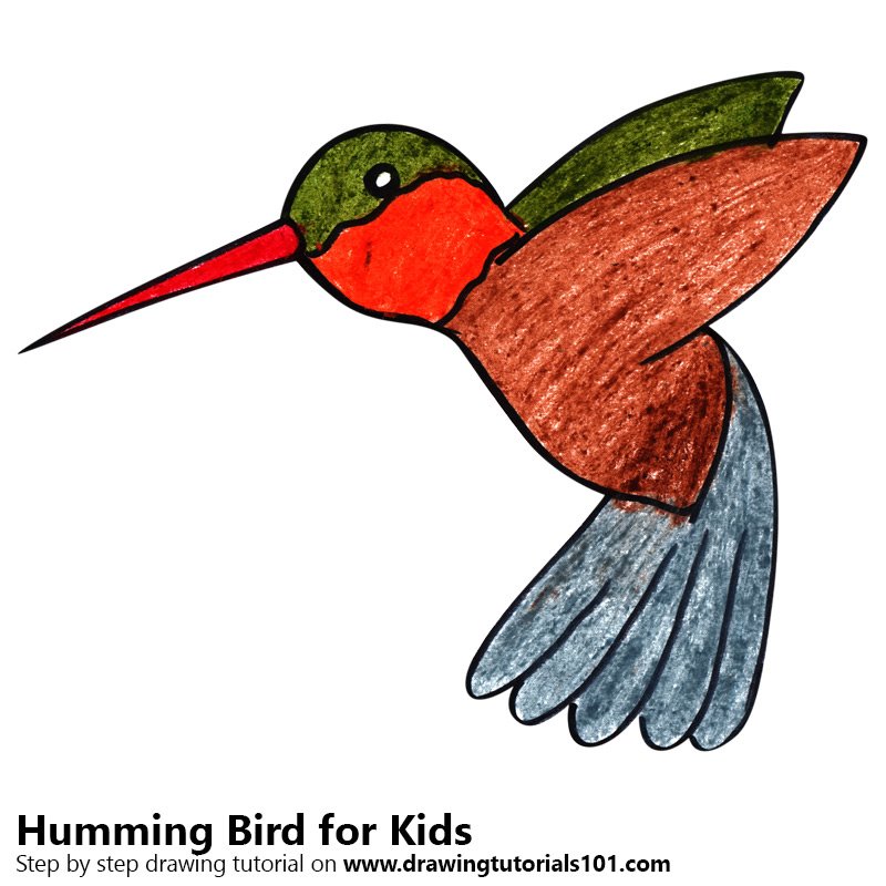 800x800 Learn How To Draw A Hummingbird For Kids