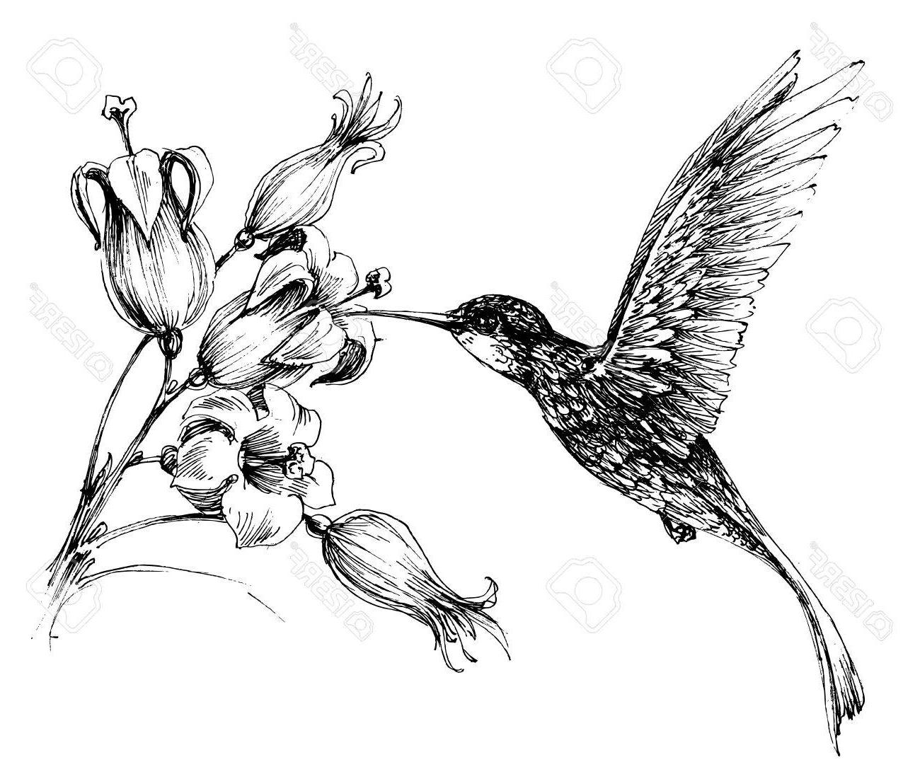 Hummingbird Drawing | Free download on ClipArtMag