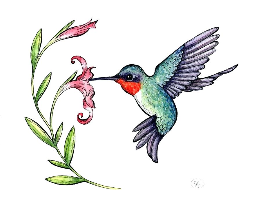 900x687 Hummingbird Art Hanyongwunrow