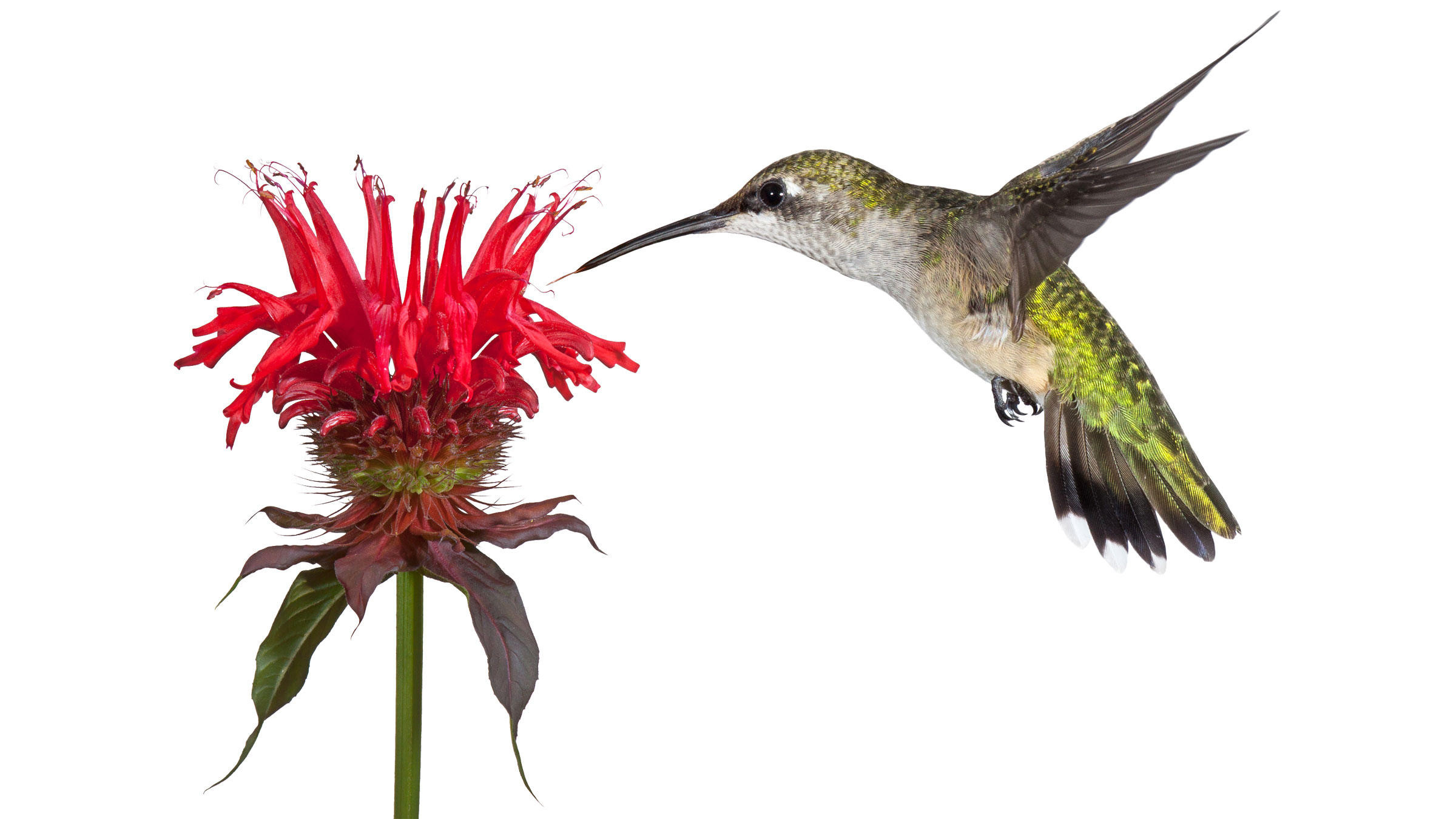 2400x1350 Drawings Of Hummingbirds And Flowers Hummingbird Drawing Clip Art