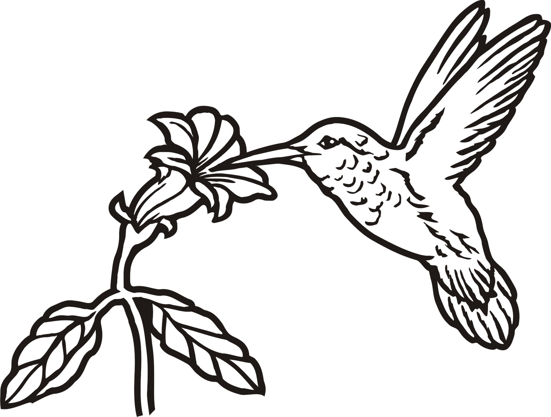 1837x1390 Hummingbird Outline Clipart