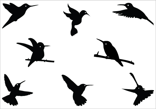 501x352 hummingbird humming bird drawings clipart image