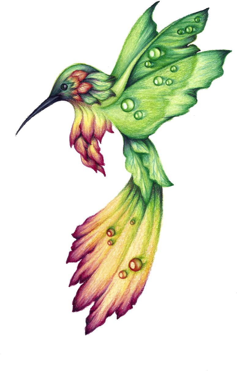 775x1212 Download Habitat Drawing Hummingbird Clipart Free