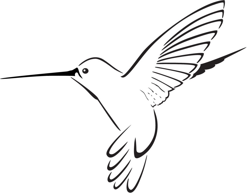 Hummingbird Drawing Easy