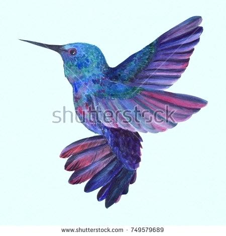 Collection of Hummingbird clipart | Free download best Hummingbird