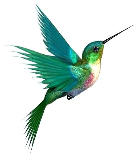 435x500 hummingbird drawing hummingbird drawing simple