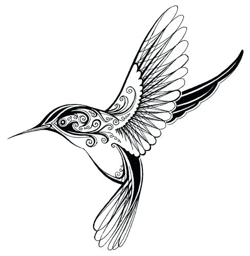 488x500 How To Draw A Hummingbird