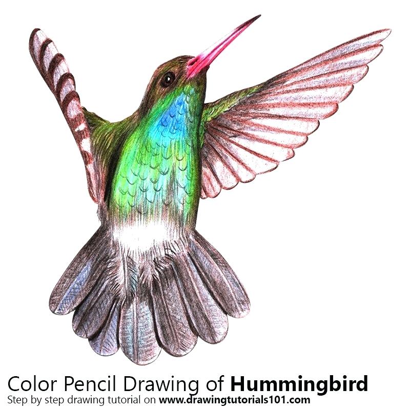 800x800 drawing of a humming bird hummingbird drawing clip art hummingbird