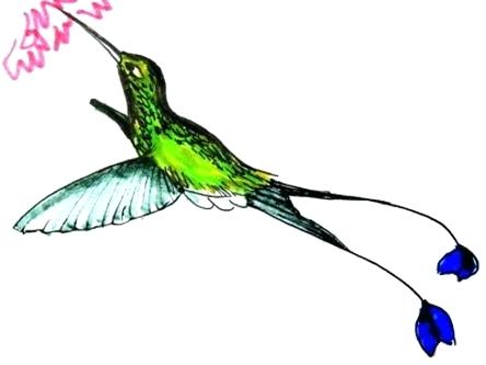 444x333 humming bird drawing hummingbird drawing