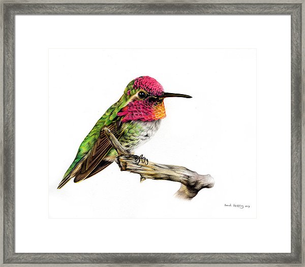 600x525 Hummingbird Colour Pencil Drawing Framed Print