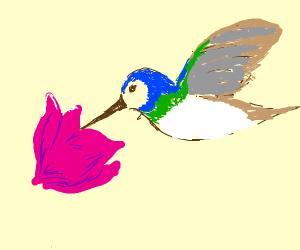 300x250 Hummingbird Drawing