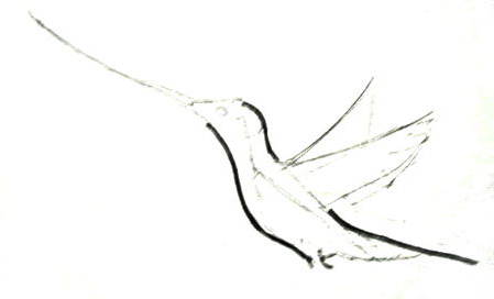 449x272 Hummingbird Drawing