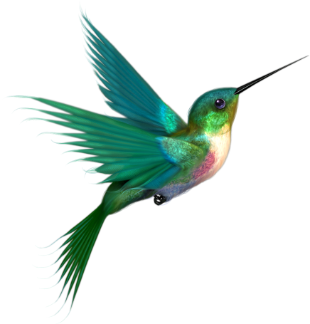 436x455 Collection Of Free Drawing Colored Hummingbird Download On Ui Ex
