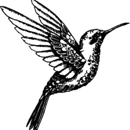260x260 download hummingbird drawing clipart hummingbird drawing clip art