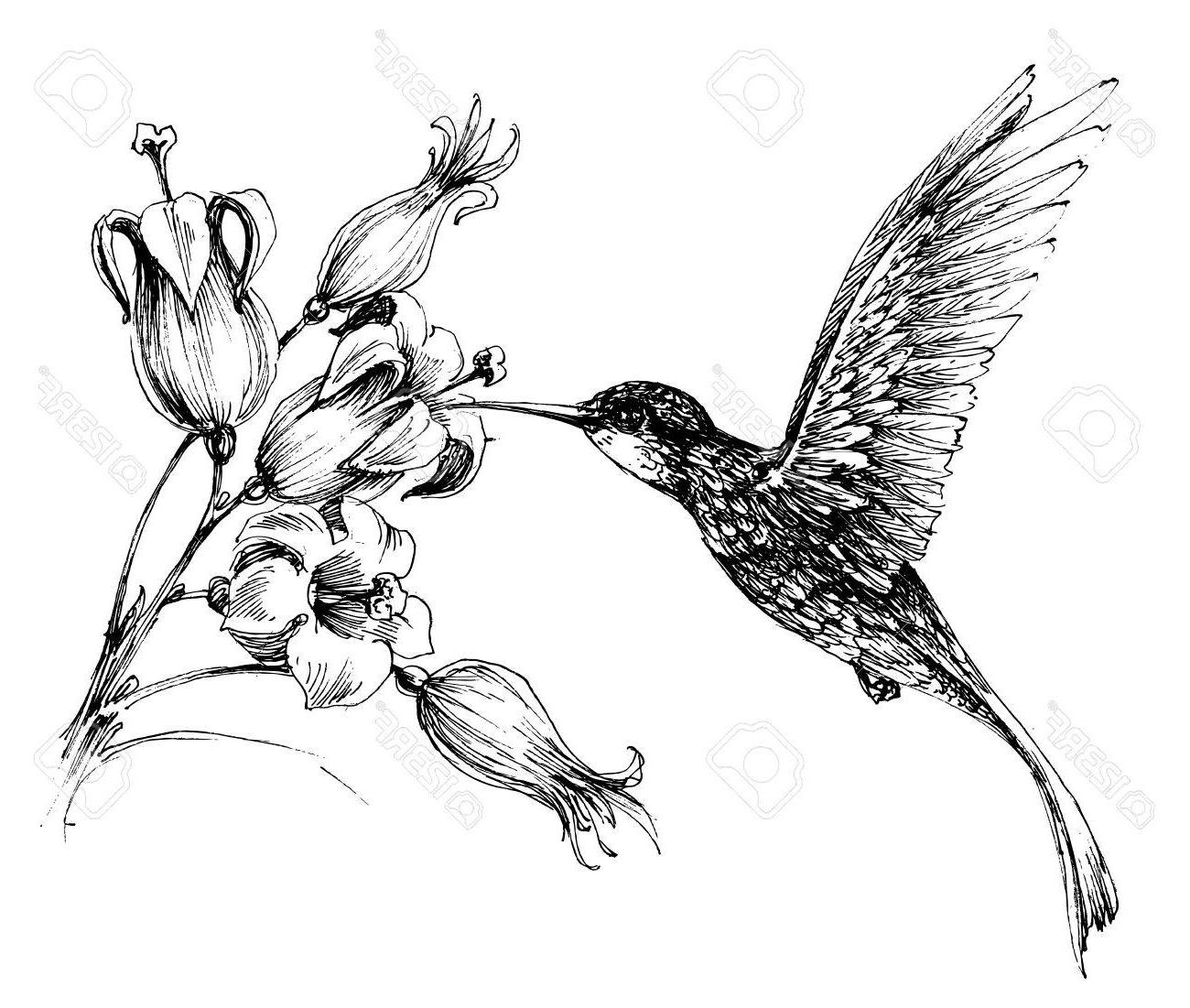 Hummingbird Drawing Outline Free download on ClipArtMag