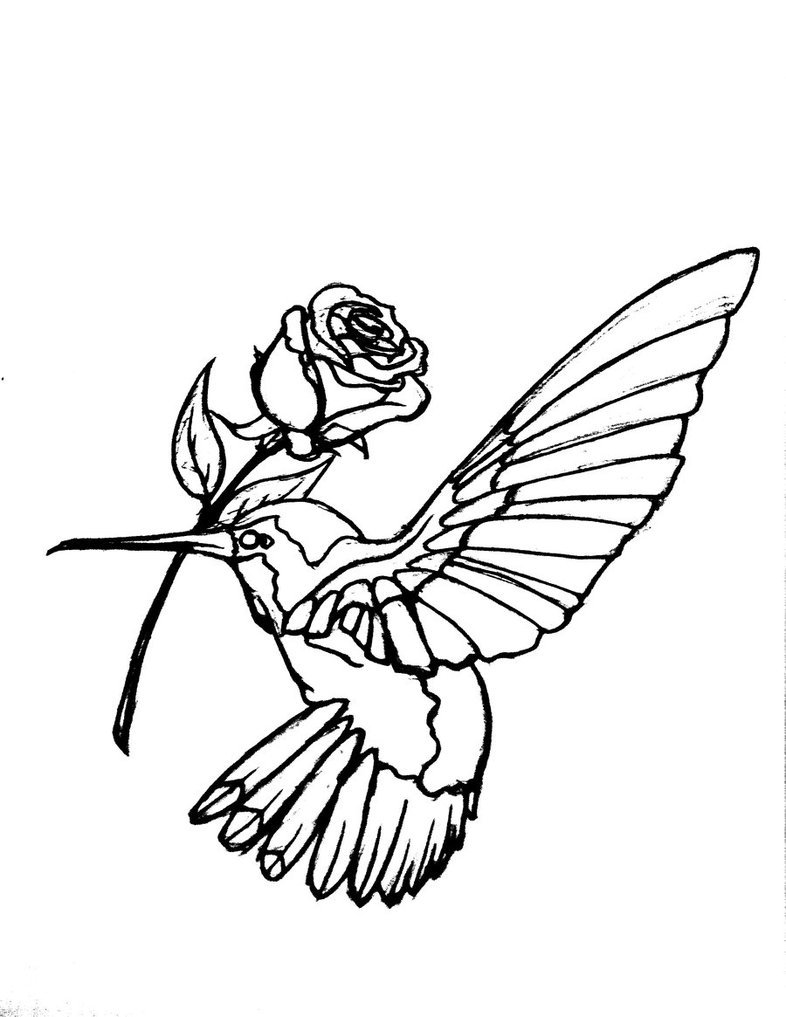 786x1017 Hummingbird Outline Tattoo Ideas And Designs