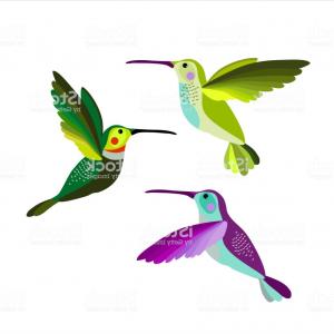 300x300 Outline Drawing Hummingbird Vector Isolated Arenawp