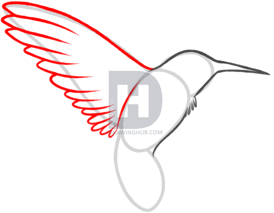 923x720 How To Draw A Hummingbird And Flower, Step