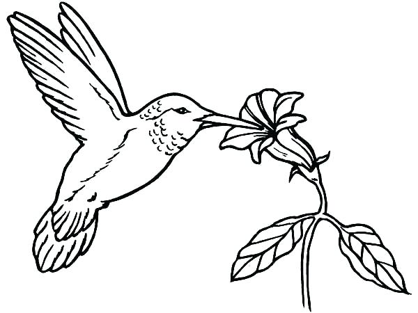600x450 humming bird drawing hummingbird drawing