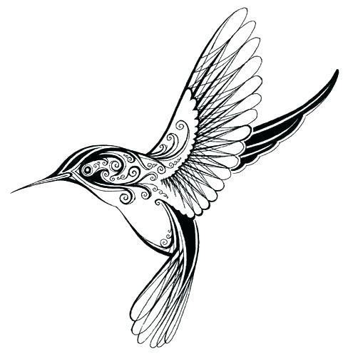 488x500 drawing of a humming bird