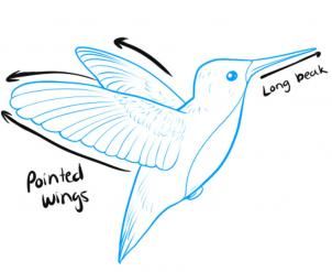 302x247 How To Draw Hummingbirds Step Sumi