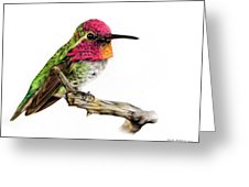 226x170 Hummingbird Colour Pencil Drawing Painting