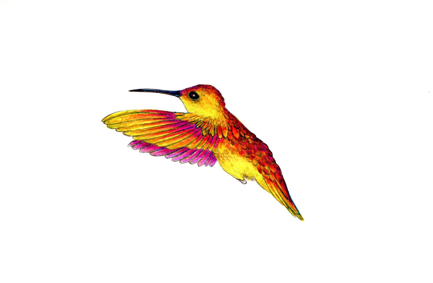 1500x980 Hummingbird Wing Reversal Art Print Of An Original Drawing Etsy