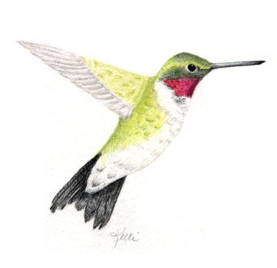 400x388 Ruby Throated Hummingbird My Colored Pencil Drawings Bird