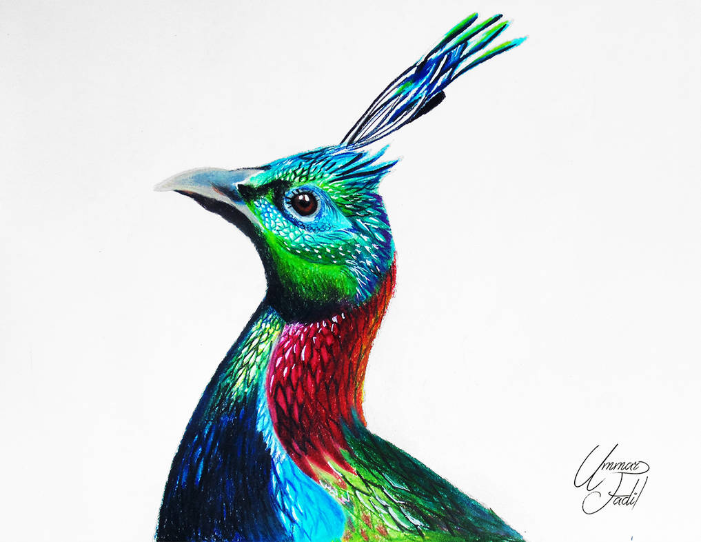 1017x786 A Himalayan Monal